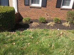 Hedge Trimming, mulching job