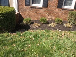 Mulching and hedge job