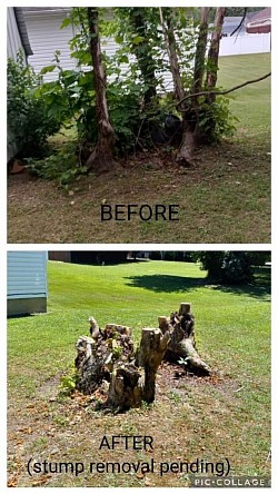 Tree removal job