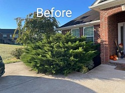 Overgrown shrub before removal