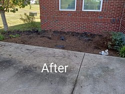 After overgrown shrub removal