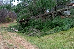 Tree cleanup job