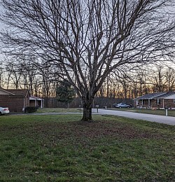 Tree cleanup