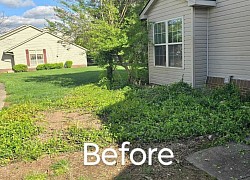 Before  lawn cleanup