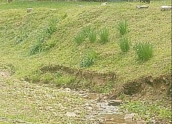 Weed eating hill side